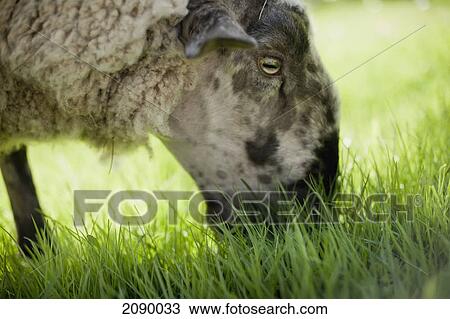 Sheep grazing in the grass; metchosin, british columbia, canada View Large Photo Image Stock Image - Sheep grazing in the grass; metchosin, british columbia, canada. Fotosearch