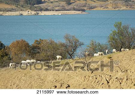 Stock Photo - Sheep (ovis aries) grazing by a lake on poor land; ardales malagaandalucia spain. Fotosearch