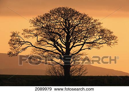 Stock Photo - Silhouette of a tree at sunset; northumberland, england. Fotosearch