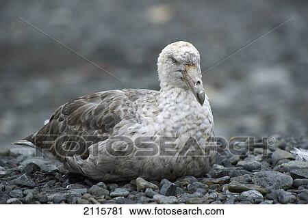Stock Image - Skua; antarctica. Fotosearch