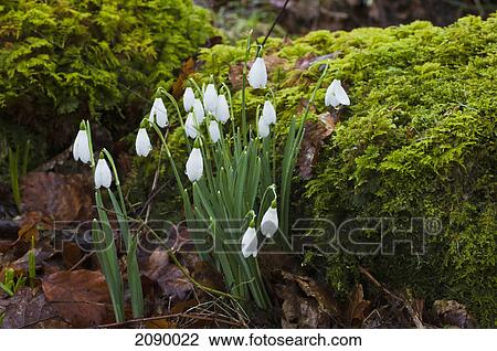 Snowdrops (galanthus) blossoming in a garden; gatehouse of fleet, dumfries, scotland View Large Photo Image Stock Image - Snowdrops (galanthus) blossoming in a garden; gatehouse of fleet, dumfries, scotland. Fotosearch
