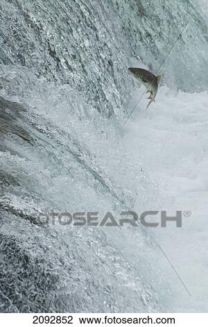 Sockeye salmon attempting to jump the falls at brooks camp in katmai national park; alaska, united states of america View Large Photo Image Stock Image - Sockeye salmon attempting to jump the falls at brooks camp in katmai national park; alaska, united states of america. Fotosearch
