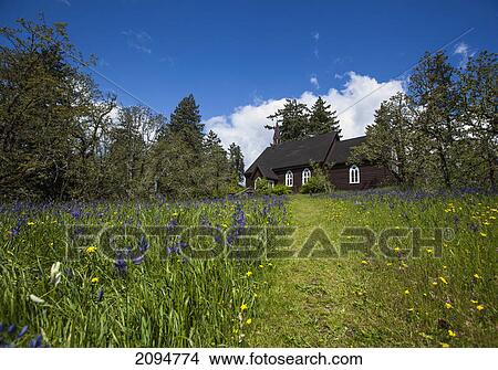 St. peter's anglican church in a field of wild camas flowers in the cowichan valley; vancouver island, british columbia, canada View Large Photo Image Picture - St. peter's anglican church in a field of wild camas flowers in the cowichan valley; vancouver island, british columbia, canada. Fotosearch