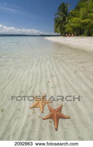 Stock Image - Starfish in the shallow water along the beach; bocas del toro, panama. Fotosearch
