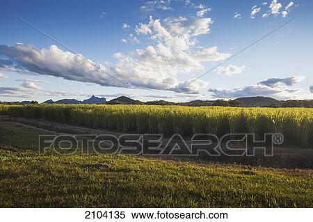 Stock Photography - Sugar cane plantations with mount warning national park in background; murwillumba new south wales australia. Fotosearch