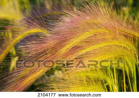 Sunlight falling on foxtail grasses; edmonton alberta canada View Large Photo Image Stock Photo - Sunlight falling on foxtail grasses; edmonton alberta canada. Fotosearch
