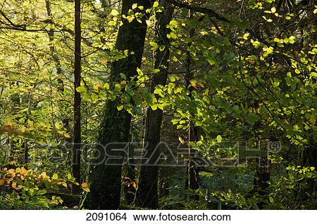 Sunlight highlighting foliage in the forest; lauragh, county kerry, ireland View Large Photo Image Picture - Sunlight highlighting foliage in the forest; lauragh, county kerry, ireland. Fotosearch