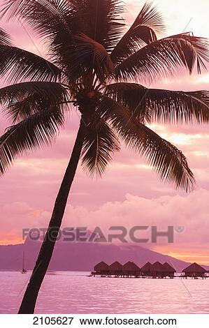 Sunset over moorea from sofitel maeva beach resort near papeete; tahiti nui society islands french polynesia south pacific View Large Photo Image Stock Photo - Sunset over moorea from sofitel maeva beach resort near papeete; tahiti nui society islands french polynesia south pacific. Fotosearch
