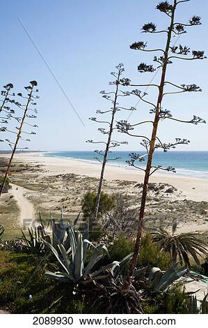 Stock Image - Tall plants growing along a path by the beach; conil de la frontera, andalusia, spain. Fotosearch