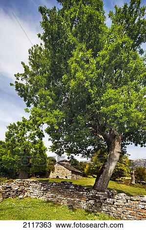 Stock Image - The ancient little church aghios nikolaos surrounded by trees a truly pastoral setting just below the village of ano klidonia; ano klidonia epirus greece. Fotosearch