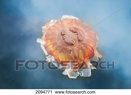 The lion's mane jellyfish (cyanea capillata) is the largest known species of jellyfish in the pacific ocean on coastal british columbia; british columbia, canada View Large Photo Image Stock Image - The lion's mane jellyfish (cyanea capillata) is the largest known species of jellyfish in the pacific ocean on coastal british columbia; british columbia, canada. Fotosearch