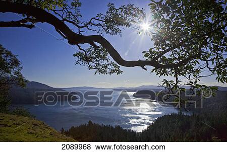The sun rises over an arbutus tree overlooking sansum narrows in vancouver island; british columbia, canada View Large Photo Image Stock Photo - The sun rises over an arbutus tree overlooking sansum narrows in vancouver island; british columbia, canada. Fotosearch