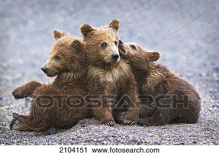 Three brown grizzly bear cubs close together at lake clarke national park; alaska united states of america View Large Photo Image Stock Image - Three brown grizzly bear cubs close together at lake clarke national park; alaska united states of america. Fotosearch