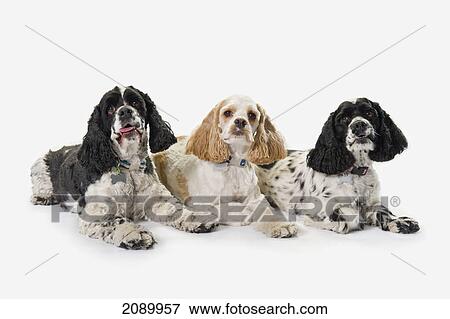 Three cocker spaniels on a white background; st. albert, alberta, canada View Large Photo Image Stock Photo - Three cocker spaniels on a white background; st. albert, alberta, canada. Fotosearch