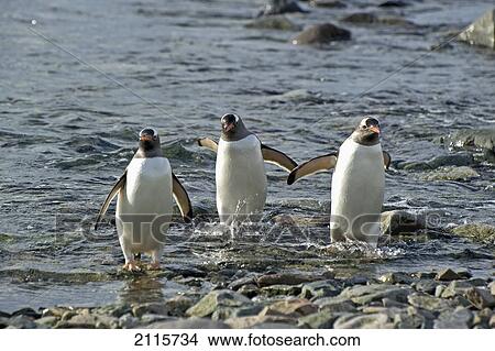Three penguins walking in the shallow water; antarctica View Large Photo Image Picture - Three penguins walking in the shallow water; antarctica. Fotosearch