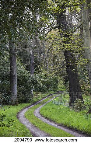 Tracks making a road through a forest; northumberland, england View Large Photo Image Stock Image - Tracks making a road through a forest; northumberland, england. Fotosearch
