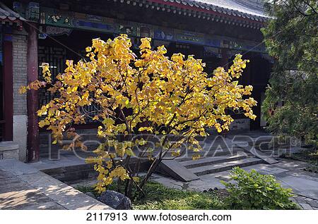 Traditional chinese architecture with trees; beijing china View Large Photo Image Stock Image - Traditional chinese architecture with trees; beijing china. Fotosearch