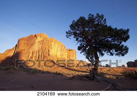 Tree and a rock formation at sunrise; monument valley utah united states of america View Large Photo Image Stock Photo - Tree and a rock formation at sunrise; monument valley utah united states of america. Fotosearch