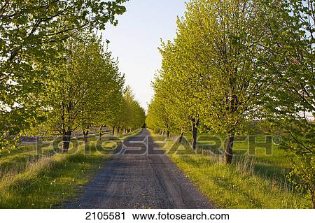 Tree lined road in late evening; farnham quebec canada View Large Photo Image Stock Image - Tree lined road in late evening; farnham quebec canada. Fotosearch