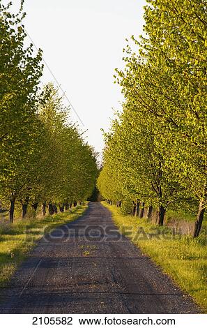 Stock Image - Tree lined road in late evening; farnham quebec canada. Fotosearch