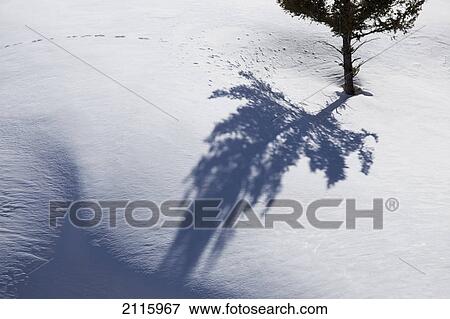 Stock Photo - Tree shadows and animal prints in the snow; wyoming united states of america. Fotosearch