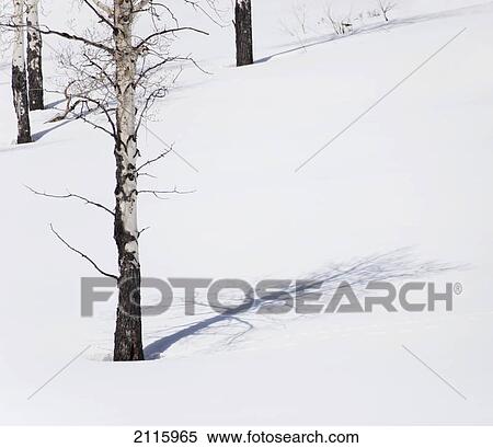 Tree shadows in the snow; wyoming united states of america View Large Photo Image Stock Photography - Tree shadows in the snow; wyoming united states of america. Fotosearch