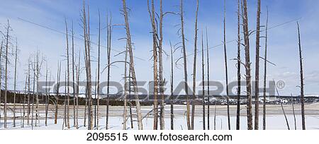Tree trunks in snow with blue sky in yellowstone national park; wyoming united states of america View Large Photo Image Stock Photography - Tree trunks in snow with blue sky in yellowstone national park; wyoming united states of america. Fotosearch