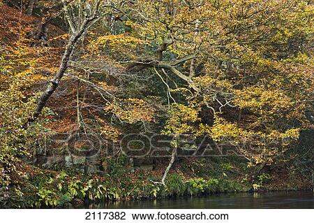 Trees along a river in autumn colours in nidd gorge; nidderdale yorkshire england View Large Photo Image Stock Image - Trees along a river in autumn colours in nidd gorge; nidderdale yorkshire england. Fotosearch