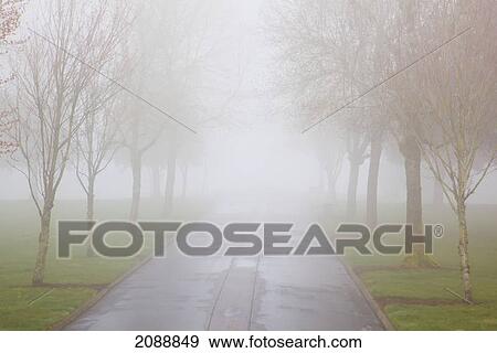 Trees along a road in the morning fog in a park; portland, oregon, united states of america View Large Photo Image Stock Photo - Trees along a road in the morning fog in a park; portland, oregon, united states of america. Fotosearch