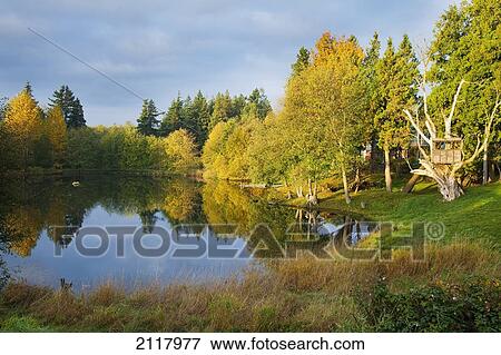 Trees in autumn colours reflected in a tranquil pond and a tree fort; ferndale washington united states of america View Large Photo Image Stock Photo - Trees in autumn colours reflected in a tranquil pond and a tree fort; ferndale washington united states of america. Fotosearch