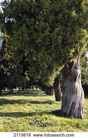Trees in forbidden city; beijing china View Large Photo Image Stock Photo - Trees in forbidden city; beijing china. Fotosearch