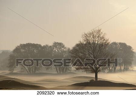 Trees on golf course at sunrise on a misty autumn morning; caledon, ontario, canada View Large Photo Image Stock Image - Trees on golf course at sunrise on a misty autumn morning; caledon, ontario, canada. Fotosearch