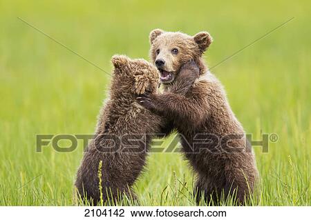 Two brown bear cubs playing at lake clarke national park; alaska united states of america View Large Photo Image Stock Image - Two brown bear cubs playing at lake clarke national park; alaska united states of america. Fotosearch