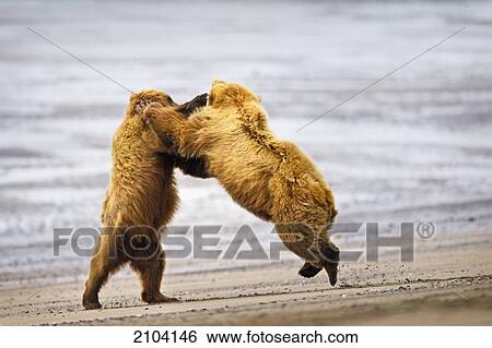 Stock Photograph - Two brown bears fighting on a beach at lake clarke national park; alaska united states of america. Fotosearch