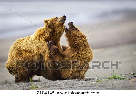 Stock Photography - Two brown bears fighting on a beach at lake clarke national park; alaska united states of america. Fotosearch