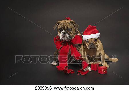 Stock Photograph - Two bulldogs dressed in christmas decor; st. albert, alberta, canada. Fotosearch