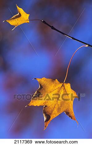 Two dried yellow leaves on a branch in autumn; north yorkshire england View Large Photo Image Stock Photo - Two dried yellow leaves on a branch in autumn; north yorkshire england. Fotosearch