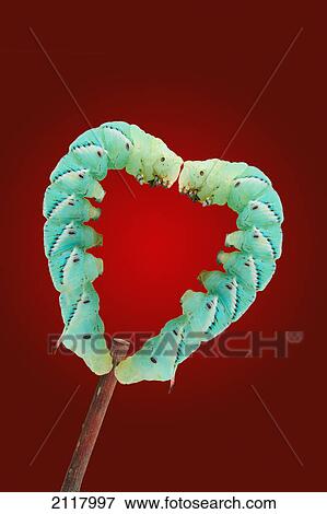 Two green hornworms (manduca sexta) in the shape of a heart on red background; st. albert alberta canada View Large Photo Image Stock Photo - Two green hornworms (manduca sexta) in the shape of a heart on red background; st. albert alberta canada. Fotosearch