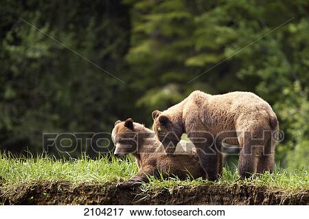 Two grizzly bears (ursus arctos horribilis) enjoying each other's company at the khutzeymateen grizzly bear sanctuary near prince rupert; british columbia canada View Large Photo Image Stock Photo - Two grizzly bears (ursus arctos horribilis) enjoying each other's company at the khutzeymateen grizzly bear sanctuary near prince rupert; british columbia canada. Fotosearch