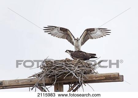 Two hawks in a nest; montana united states of america View Large Photo Image Stock Image - Two hawks in a nest; montana united states of america. Fotosearch