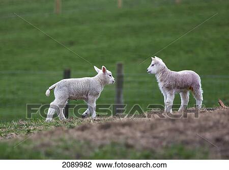 Two lambs in a field; northumberland, england View Large Photo Image Stock Image - Two lambs in a field; northumberland, england. Fotosearch