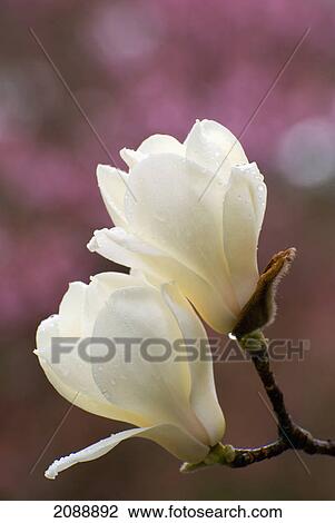 Stock Image - Two magnolia flowers with rain drops; nara, japan. Fotosearch