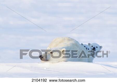 Two polar bear (ursus maritimus) cubs looking from behind their mother's back at wapusk national park; manitoba canada View Large Photo Image Stock Image - Two polar bear (ursus maritimus) cubs looking from behind their mother's back at wapusk national park; manitoba canada. Fotosearch