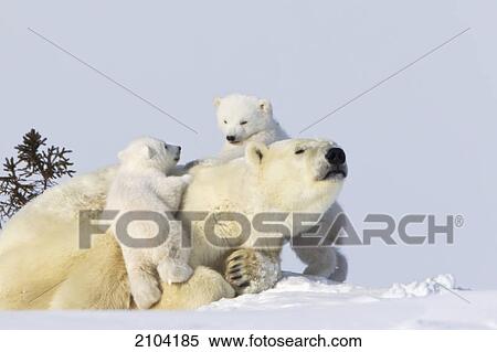 Stock Photography - Two polar bear (ursus maritimus) cubs climbing on their mother at wapusk national park; manitoba canada. Fotosearch