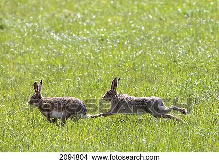 Two rabbits playing in the grass; northumberland, england View Large Photo Image Picture - Two rabbits playing in the grass; northumberland, england. Fotosearch