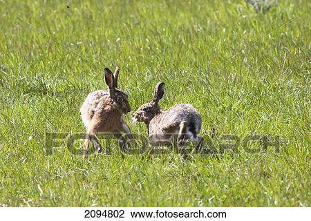 Two rabbits playing in the grass; northumberland, england View Large Photo Image Stock Image - Two rabbits playing in the grass; northumberland, england. Fotosearch