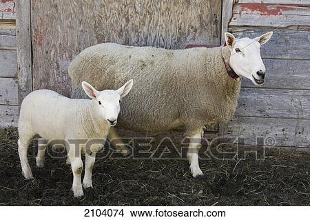 Picture - Two sheep mother and baby standing against the outside of a rustic wooden barn; alberta canada. Fotosearch