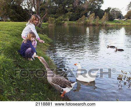 Two young girls feed birds at the water's edge; currumbin valley gold coast queensland australia View Large Photo Image Stock Image - Two young girls feed birds at the water's edge; currumbin valley gold coast queensland australia. Fotosearch