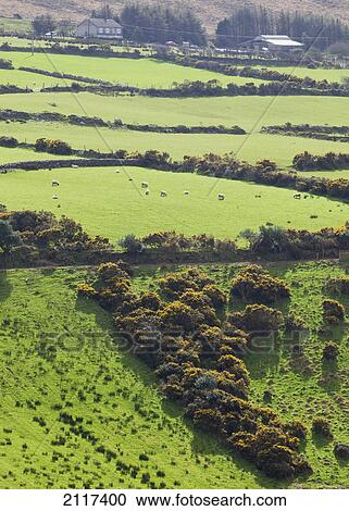 Stock Image - Typical landscape and farmland; dingle peninsula county kerry ireland. Fotosearch
