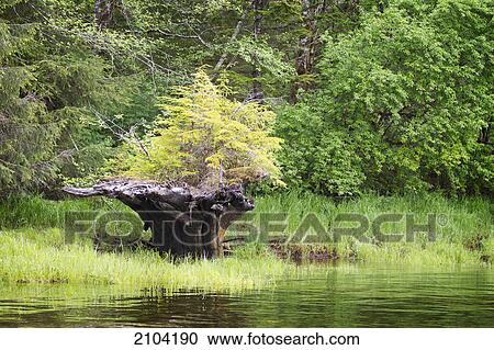 Stock Image - Uprooted tree with new growth at the khutzeymateen grizzly bear sanctuary; british columbia canada. Fotosearch
